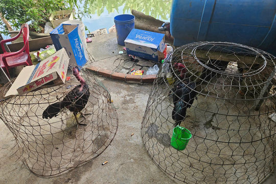 Triệt phá sới gà núp bóng trại nuôi gà ở Đà Nẵng