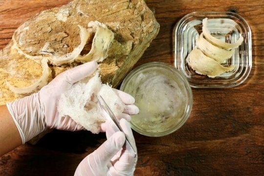 Cách phân biệt tổ yến giả và tổ yến thật tại nhà không phải ai cũng biết