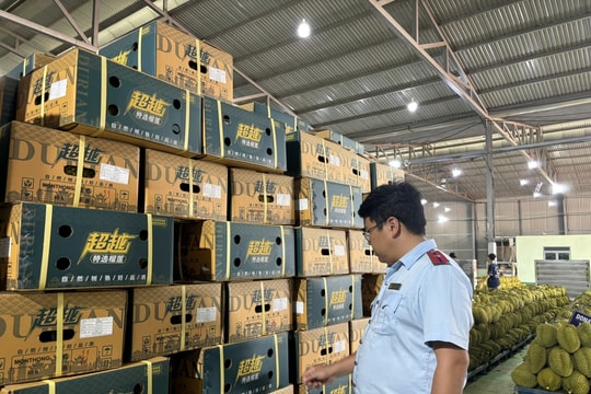 Cảnh báo tăng trưởng sầu riêng vượt tầm năng lực quản trị