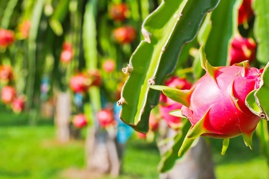 Ba loại trái cây Việt Nam vào Top 10 trái cây Đông Nam Á dành cho du khách