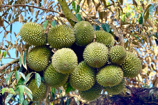 Liên minh châu Âu sắp cử đoàn thanh tra sầu riêng Việt Nam