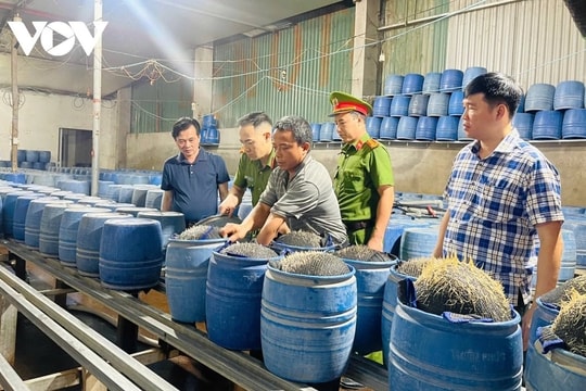 Lào Cai triệt phá đường dây sản xuất giá đỗ độc hại