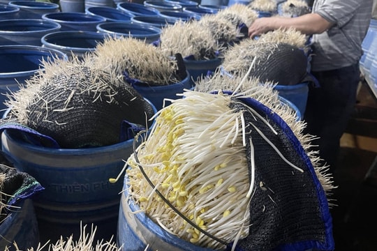 Viện Khoa học hình sự Bộ Công an xác định hoá chất ủ giá đỗ nguy hại sức khoẻ