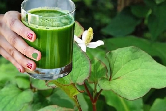 Bài thuốc từ rau diếp cá