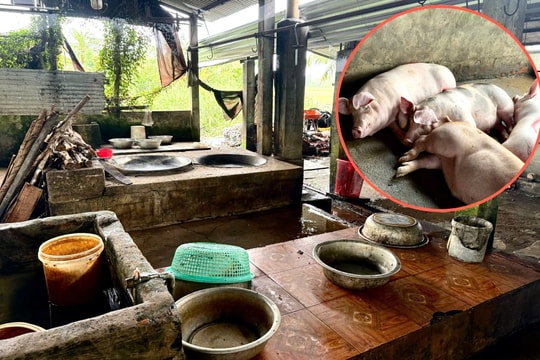 Bên trong nơi giết mổ heo gia công cho C.P. Việt Nam tại Sóc Trăng