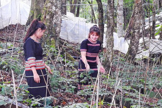 Tri thức dân gian về sâm Ngọc Linh Kon Tum thành di sản văn hoá phi vật thể quốc gia