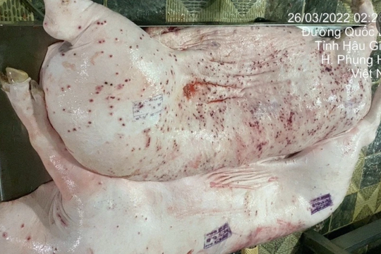 Vụ C.P. Việt Nam bị tố bán thịt heo bẩn: Xác định người đóng dấu kiểm dịch sai