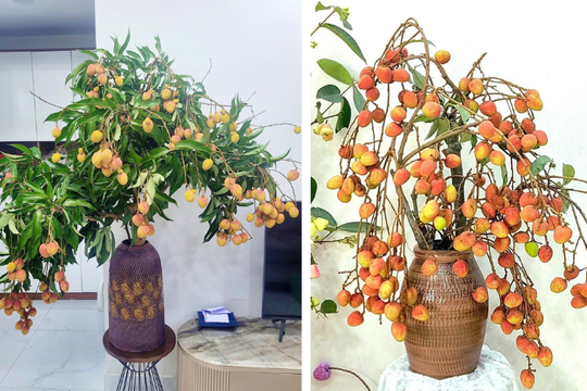 Trend cành vải cắm bình khiến những người mê cắm hoa 'phát sốt'