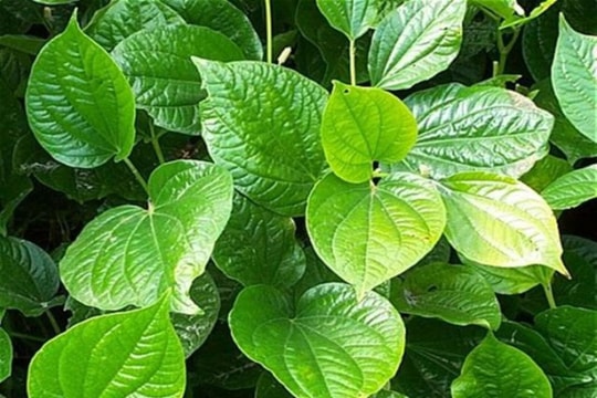 Điều gì xảy ra nếu bạn ăn lá lốt thường xuyên?