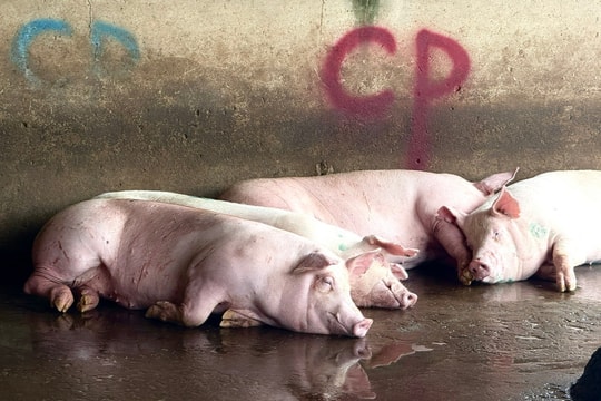 C.P. Việt Nam công bố kết quả kiểm tra của công an vụ bị tố 'bán thịt heo bẩn'