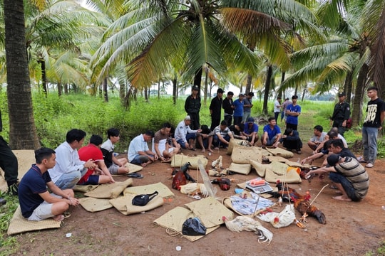 Công an Cần Thơ triệt phá trường gà sát phạt tiền tỷ