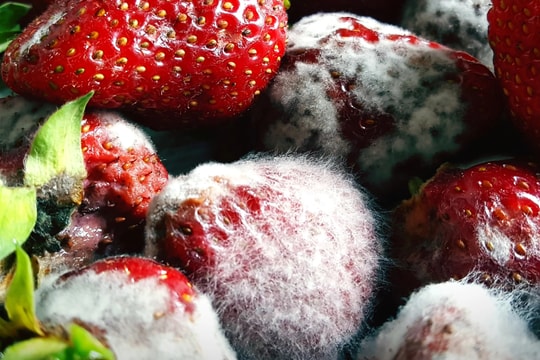 Ăn trái cây dập thối suốt nhiều năm, vợ chồng cùng mắc ung thư gan