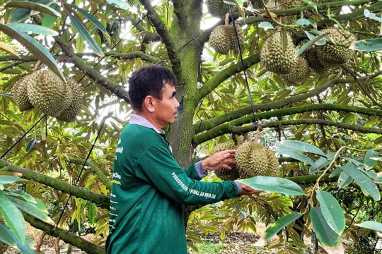 Chính thức có quy trình kiểm soát an toàn thực phẩm với sầu riêng tươi xuất khẩu