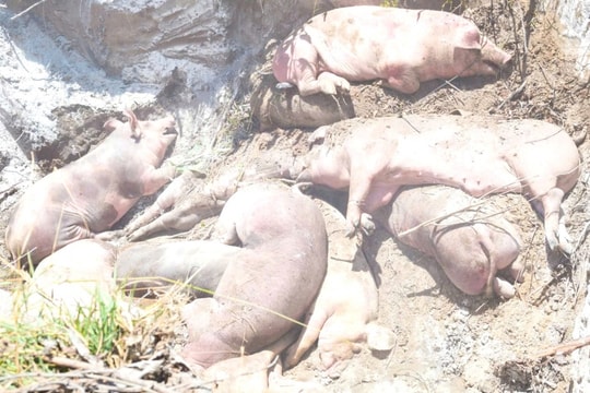 Số ca mắc liên cầu lợn ở Huế và Hưng Yên tăng, Bộ Y tế chỉ đạo khẩn