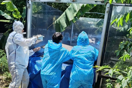 Đà Nẵng kiểm soát chặt, khống chế dịch tả lợn châu Phi