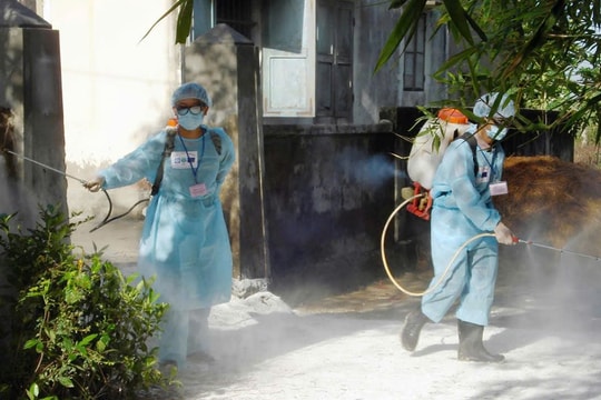 Huế: Số ca mắc bệnh liên cầu lợn giảm sau giai đoạn bùng phát