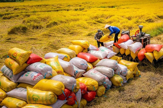 Thị trường thế giới biến động, xuất khẩu gạo Việt Nam ứng phó thế nào?