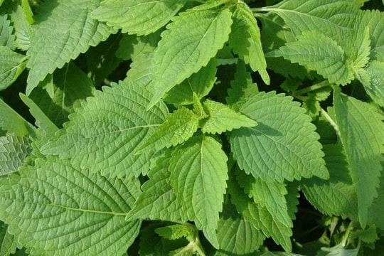 Khám phá công dụng của rau kinh giới