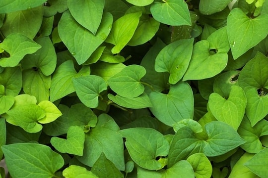 Rau diếp cá và những lợi ích bất ngờ cho sức khỏe