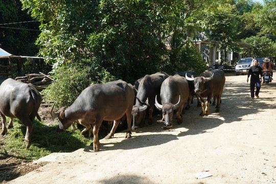 Quảng Ngãi phân bổ hơn 12.900 liều vaccine lở mồm long móng cho các địa phương