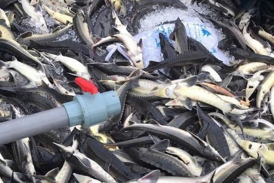 Lũ ống làm chết hơn 45 tấn cá tầm ở xã Măng Đen, tỉnh Quảng Ngãi