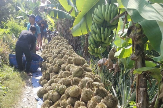 Bất chấp mưa lũ, trái sầu riêng đầu vụ ở Đồng Tháp vẫn giữ giá cao
