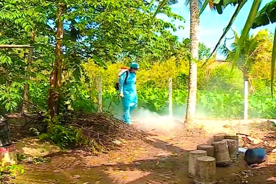 Dịch tả heo châu Phi tiếp tục bùng phát ở Vĩnh Long, 16 ổ dịch trong năm