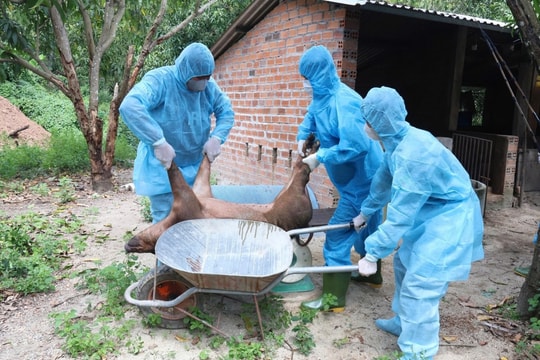 Khánh Hòa mở đợt cao điểm phòng, chống dịch tả lợn châu Phi và cúm gia cầm