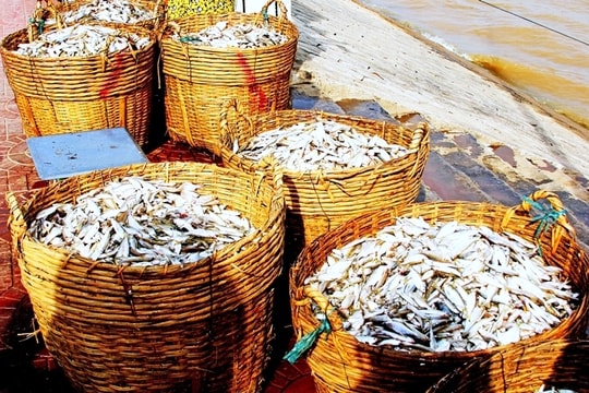 Nước mắm cá linh, hương vị đặc trưng mùa nước nổi ở miền Tây