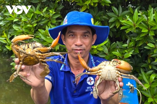 "Cua Cà Mau" - từ đặc sản sinh thái đến ngành kinh tế mũi nhọn