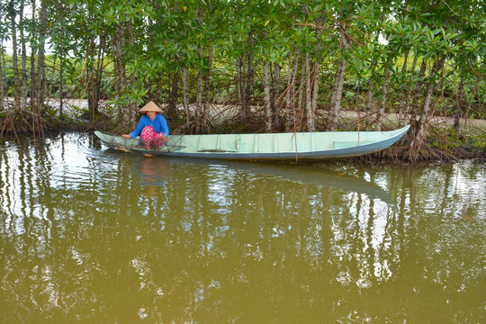 Các tỉnh ven biển trồng mới hơn 11.600ha rừng