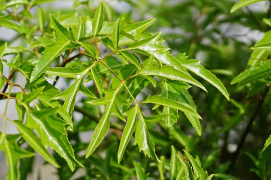Đinh lăng - cây thuốc quý bổ ngang nhân sâm