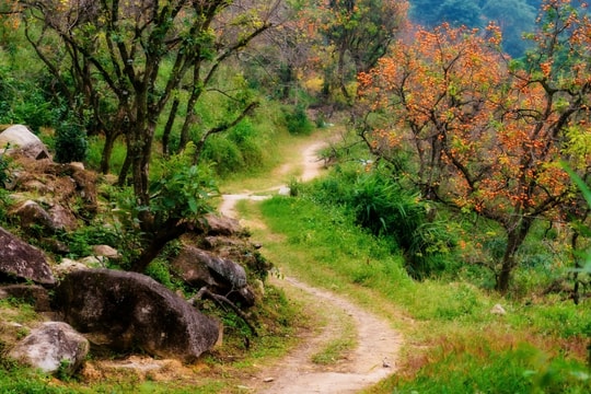 Vườn hồng cổ thụ đẹp như cổ tích hút khách "check in" ở Nghệ An