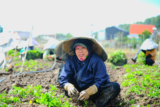 Thủ phủ rau Lâm Đồng dọn dẹp ngổn ngang, gượng dậy sau ngập lụt lịch sử