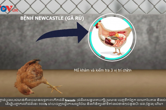 Video: Dịch bệnh gia cầm ở nông thôn miền núi và cách ngăn chặn dịch