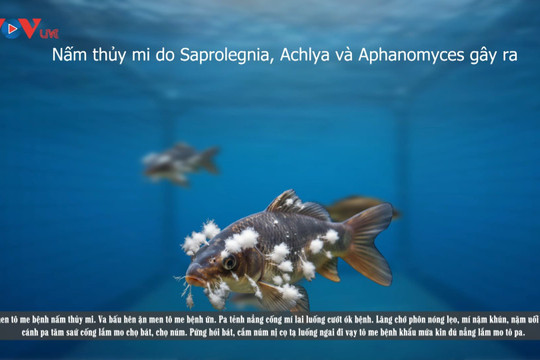 Video: Bệnh nấm thủy mi ở cá nuôi lồng bè trên hồ thủy điện: Phòng trị như thế nào cho hiệu quả
