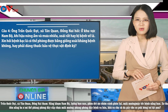Video: Cách nhận biết bệnh bạc lá vi khuẩn trên cây xoài và cách phòng trị dứt điểm