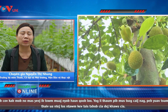 Video: Nguyên nhân gây bệnh thối đen xơ quả mít và cách phòng trị hiệu quả