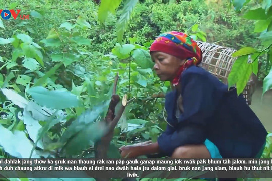Video: Tập quán dùng thuốc nam, cúng bái chữa bệnh của bà con đồng bào dân tộc thiểu số