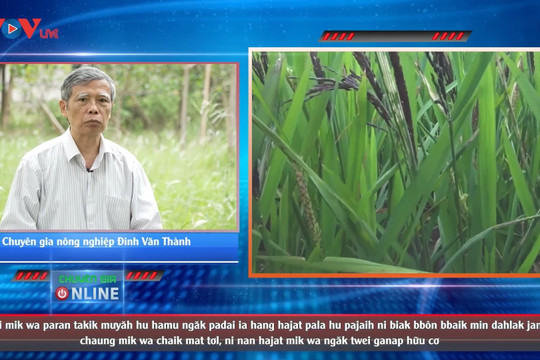 Video: Phát triển lúa dược phẩm cho đồng bào dân tộc