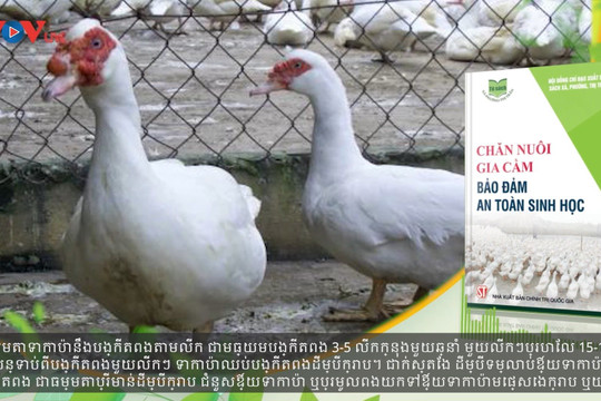 Video: Chăn nuôi gia cầm bảo đảm an toàn sinh học phần 1