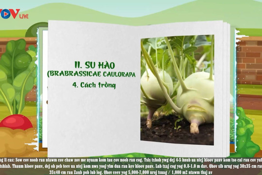 Video: Sổ tay trồng rau an toàn - kỹ thuật trồng một số loại rau an toàn