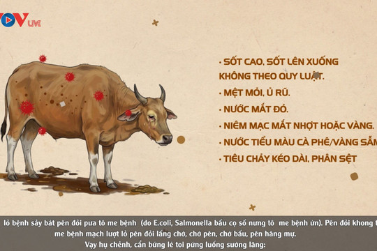Video: Hướng dẫn phòng trị bệnh ký sinh trùng máu trên trâu bò nuôi ở vùng núi cao