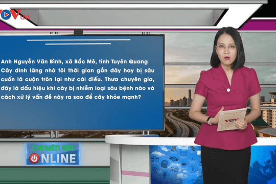 Video: Bệnh héo vàng trên cây đinh lăng: Nhận diện và cảnh báo