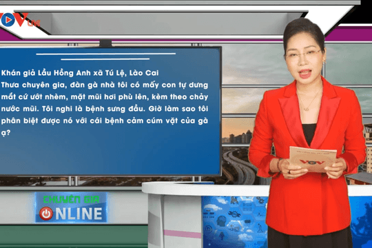 Video: Bệnh Coryza (sưng phù đầu) ở gà