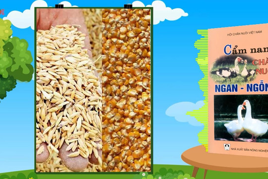 Video: Cẩm nang Chăn nuôi ngan ngỗng  – Phần 4