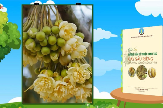 Video: Kỹ thuật canh tác cây sầu riêng thích ứng với biến đổi khí hậu – Phần 1