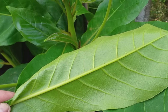 Công dụng của lá bàng và những bài thuốc dân gian