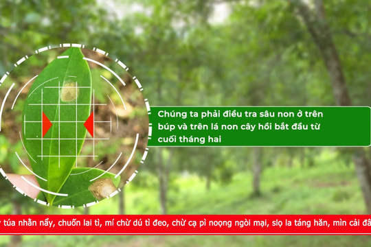 Video: Cây hồi bị bọ ánh kim, nhện trắng tấn công – làm sao để phòng trừ hiệu quả?