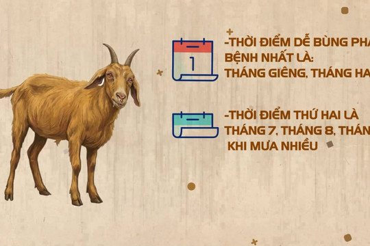 Video: Bệnh viêm phổi – màng phổi ở dê vùng núi đá